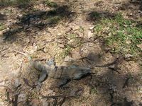 tn_St Croix and Costa Rica 2007 305.JPG (200x150; 13142 bytes)