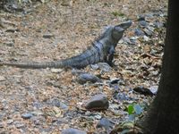 tn_St Croix and Costa Rica 2007 317.JPG (200x150; 12884 bytes)