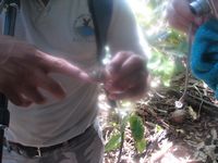 tn_St Croix and Costa Rica 2007 361.JPG (200x150; 9269 bytes)
