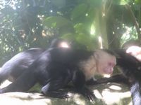 tn_St Croix and Costa Rica 2007 366.JPG (200x150; 8198 bytes)