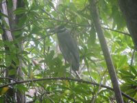 tn_St Croix and Costa Rica 2007 410.JPG (200x150; 11499 bytes)